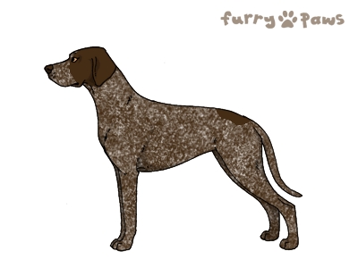 I've Got Quality Staffordshire Bull Terriers on Furry-Paws.com