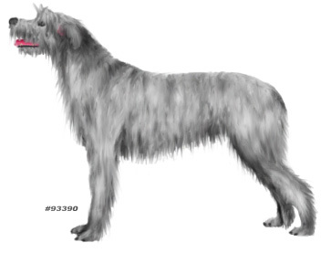 IrishWolfhound93390_9.jpg