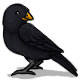 Kuro the Blackbird