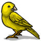 Hero the Canary