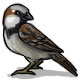 Kiwi the Sparrow