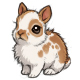 Kenobi the A Wittle Cream Pied Bunny