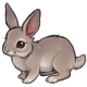 Thumper the A Fluffy Wuffy Grey Bunny