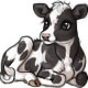 Moonpie the Holstein Calf