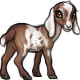 Vesuvius the Nubian Goat
