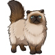 Sassy the Colorpoint Persian
