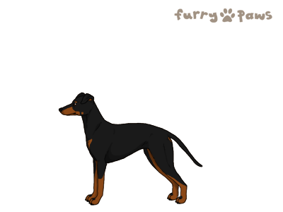 Manchester Terrier Image