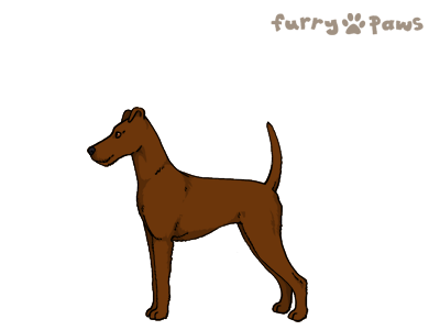 Manchester Terrier Image