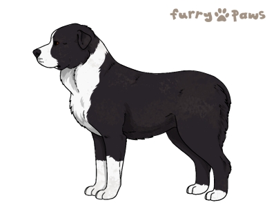 dog here