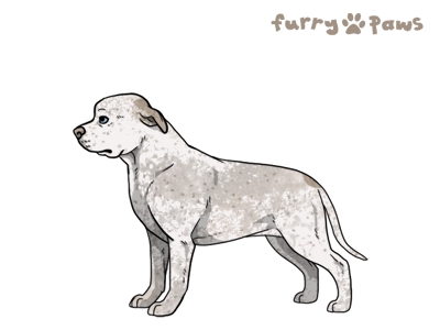 dog image