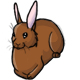 Dario the Brown Bunny