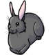 Inky the Grey Bunny