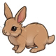 Cherrio the A Fluffy Wuffy Bunny