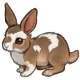 A Fluffy Wuffy Agouti Bunny