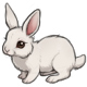 *~Sugar~* the A Fluffy Wuffy White Bunny