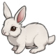 Edelweiss the A Fluffy Wuffy White Bunny