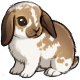 Drako the French Lop Bunny