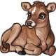 Jersey Calf