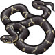 Slithers the Eastern Kingsnake