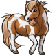 Morgan the Sweet Paint Pony