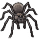 In memory of Aragog the Friendly Spider