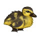 Sweetcorn the Patchy Fluffy Duckling