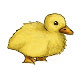 Vanille the Yellow Fluffy Duckling