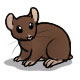 Tiki the Chocolate Hamster