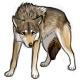 Timid Gray Wolf
